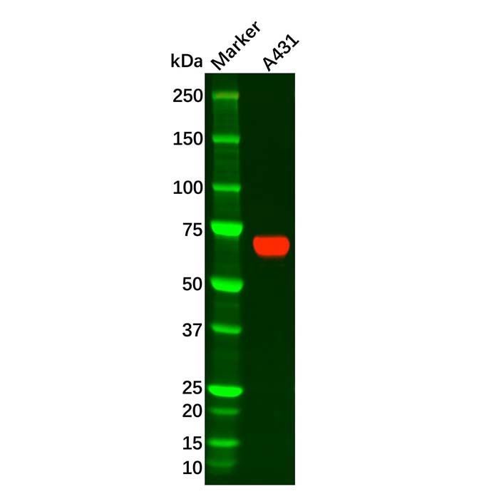 Placental alkaline phosphatase (PLAP) Antibody