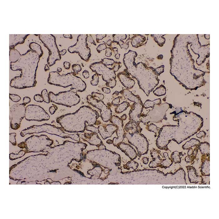 Placental lactogen Antibody