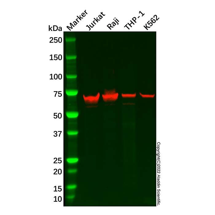 Plastin L Antibody