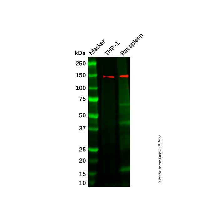 Recombinant PLCG 2 Antibody