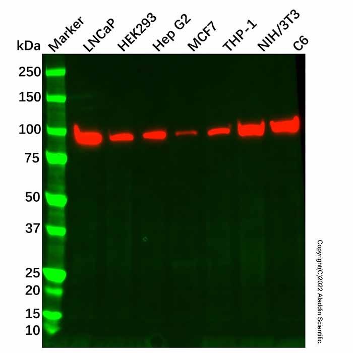PLOD3 Antibody