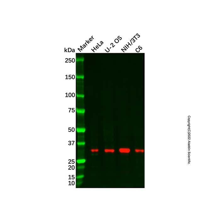 Recombinant PLSCR3 Antibody