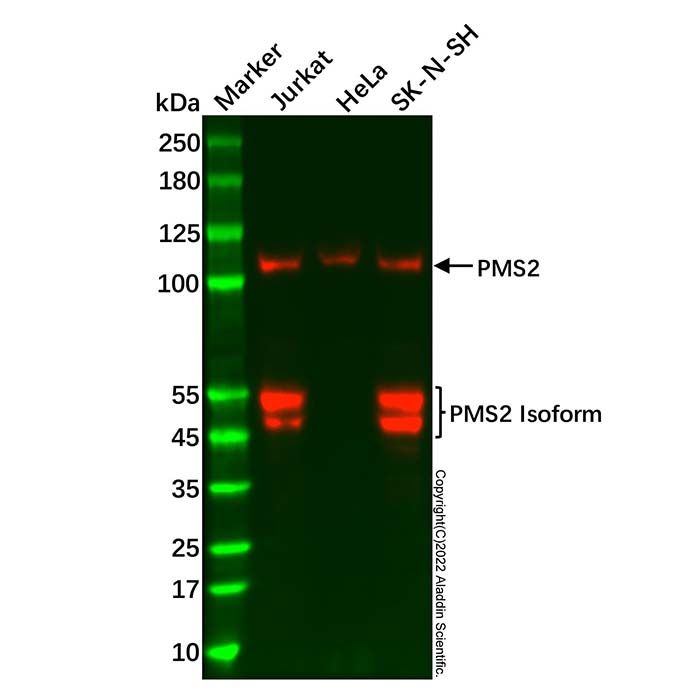 PMS2 Antibody
