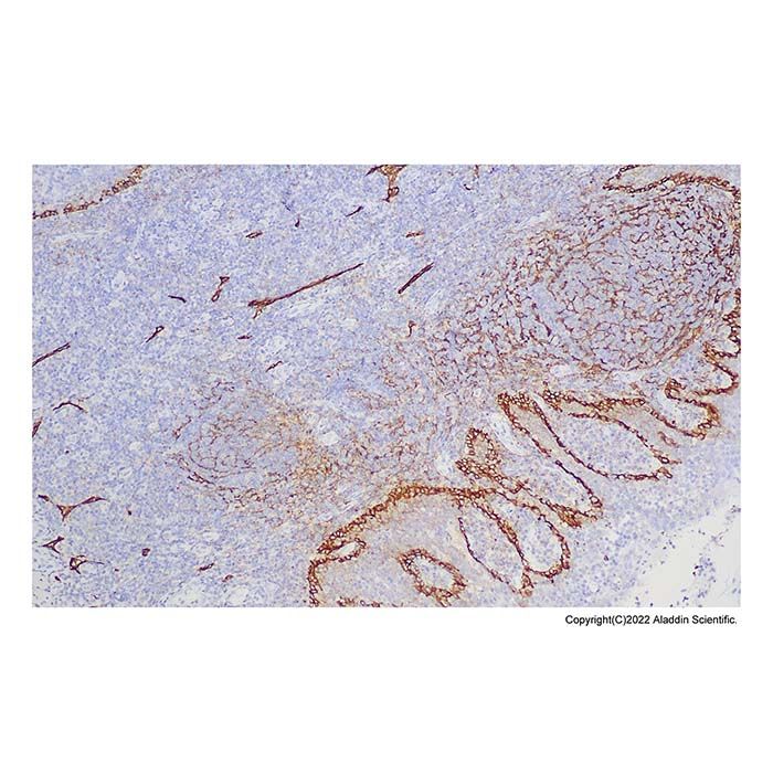 Recombinant Podoplanin Antibody