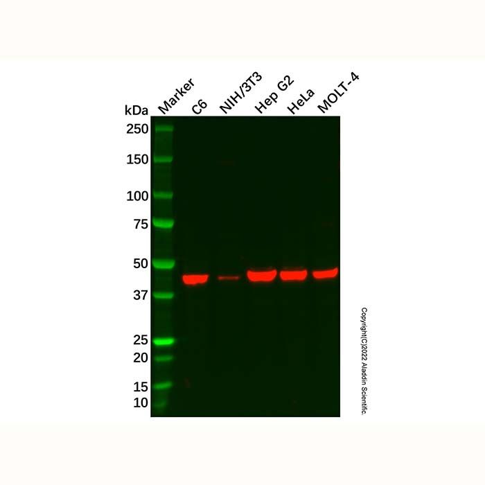 Pofut1 Antibody