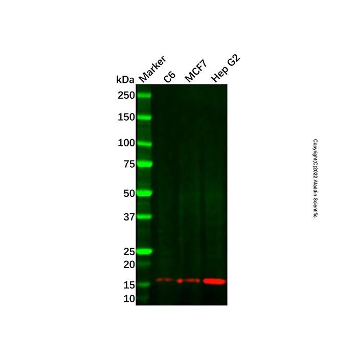 POLR2I Antibody
