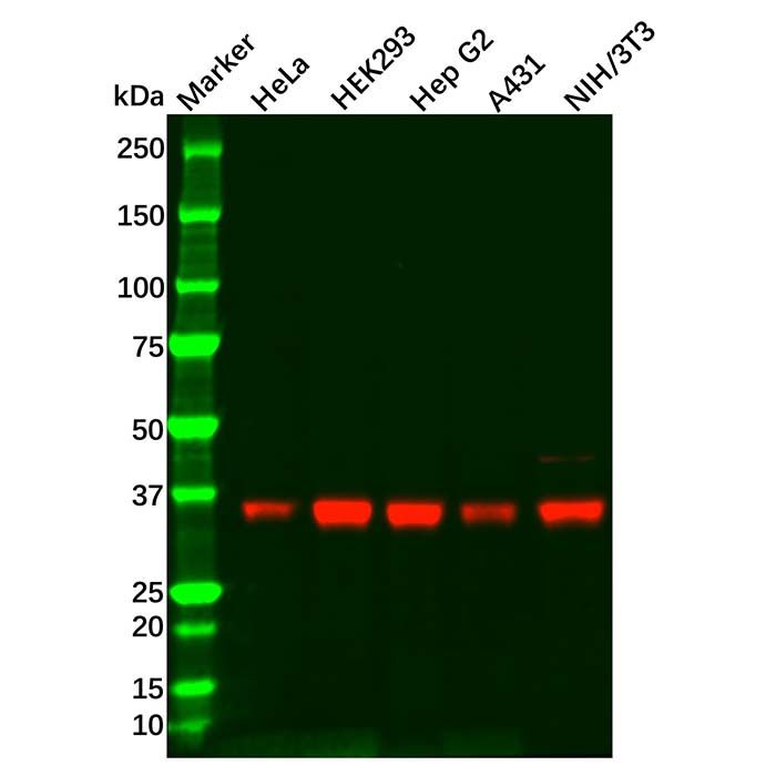 PP1C gamma Mouse mAb