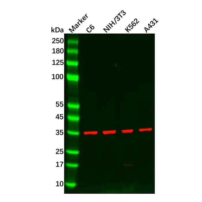 PP2A-alpha Antibody