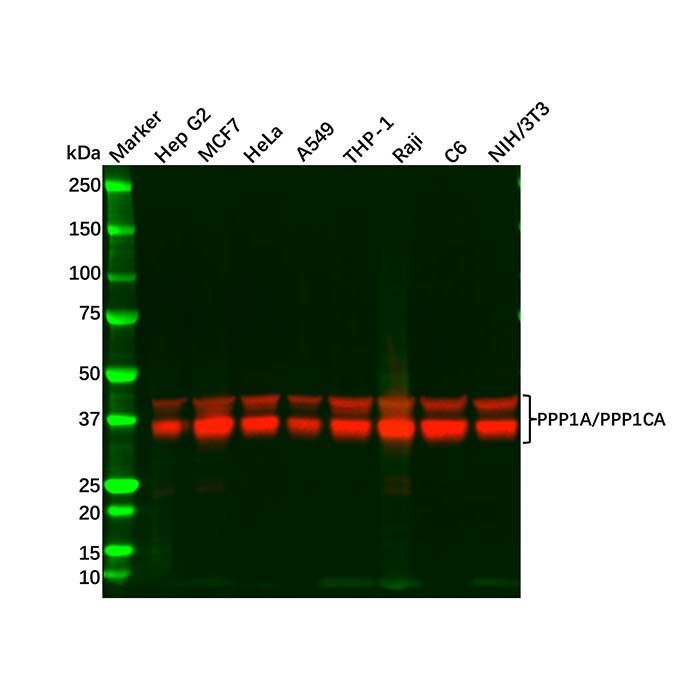 PPP1A/PPP1CA Mouse mAb