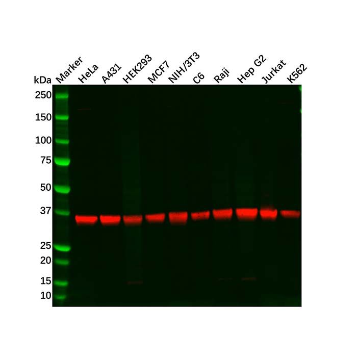 Recombinant PPP1CB Antibody