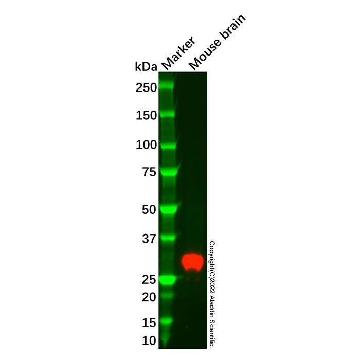 Recombinant PPP1R1A Antibody