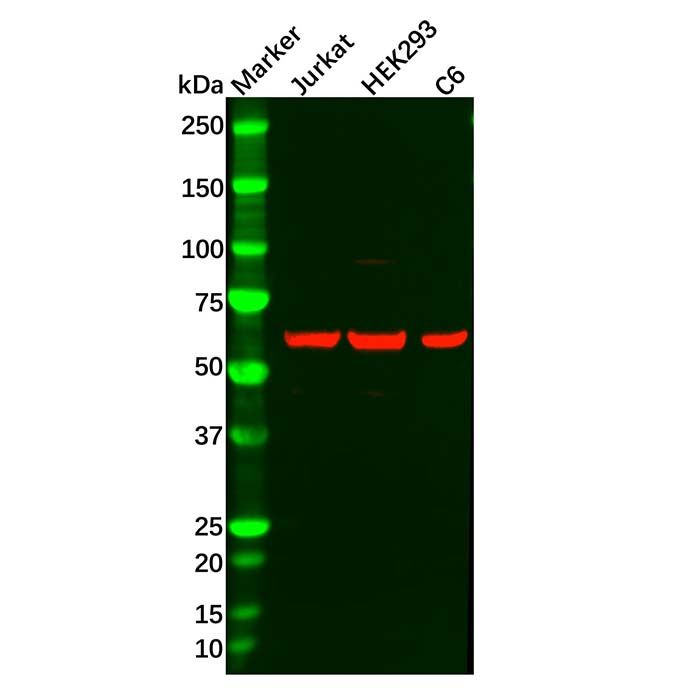 PPP2R1A Antibody