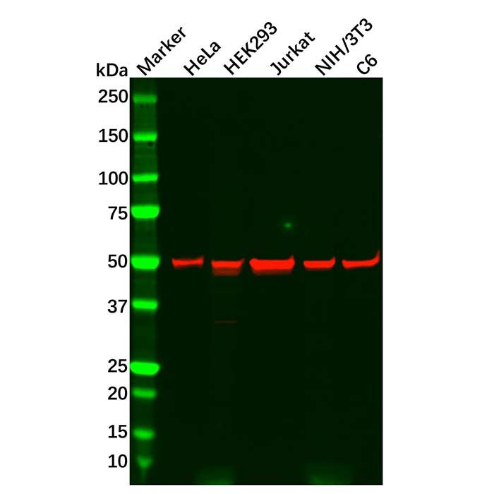 Recombinant PPP2R5E Antibody