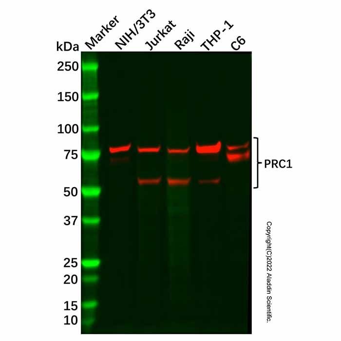 Recombinant PRC1 Antibody