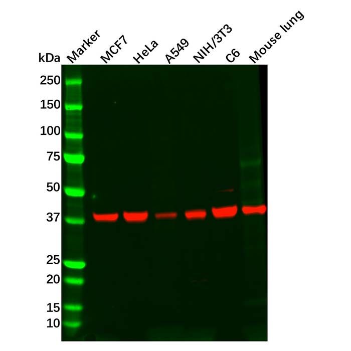 Recombinant PRKACG Antibody