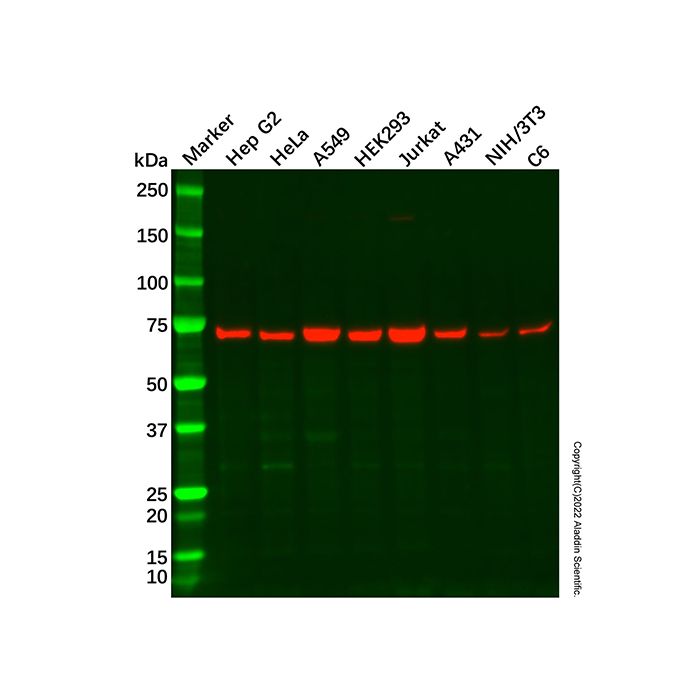 Recombinant PRMT5 Antibody