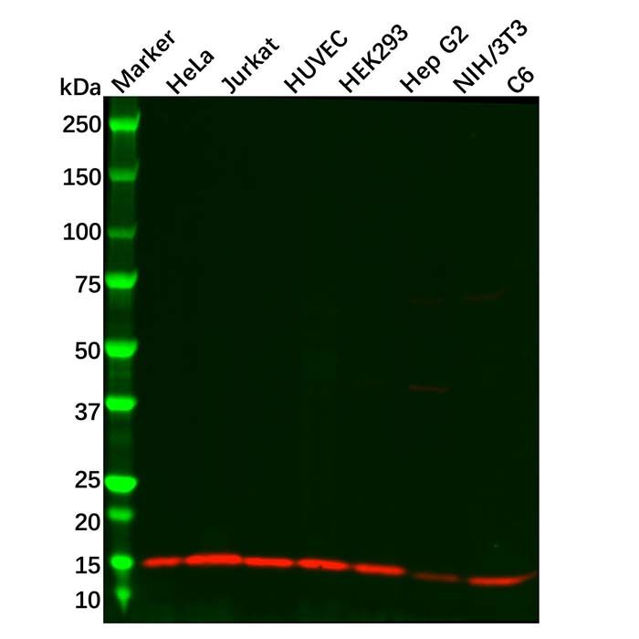 Profilin 1 Antibody