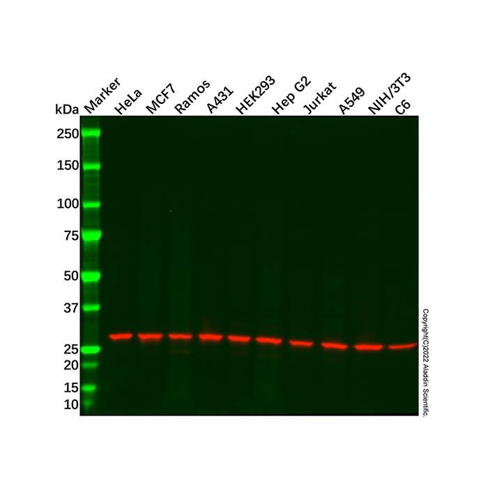 Prohibitin Antibody
