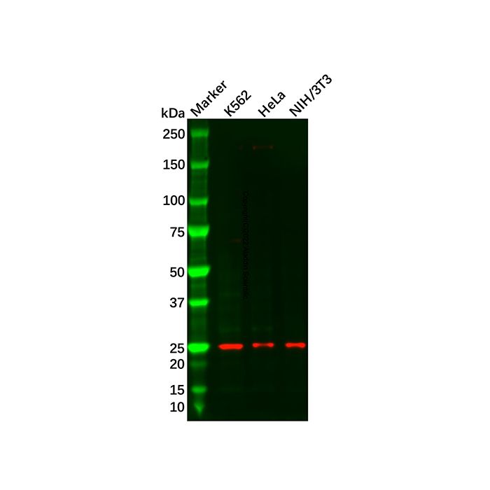 Recombinant Proteasome 20S alpha 2/HC3 Antibody