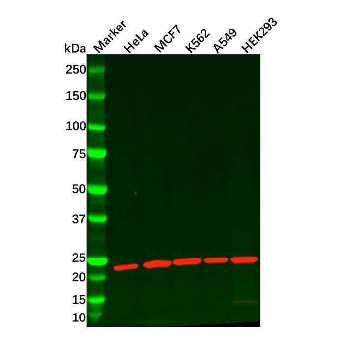 Proteasome 20S beta 6 Antibody