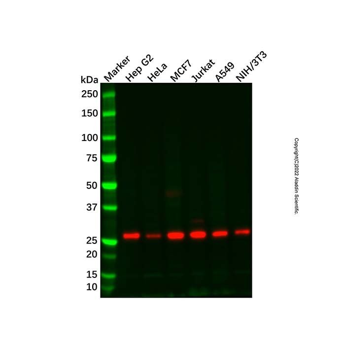 Proteasome 20S beta 7/PSMB7 Mouse mAb