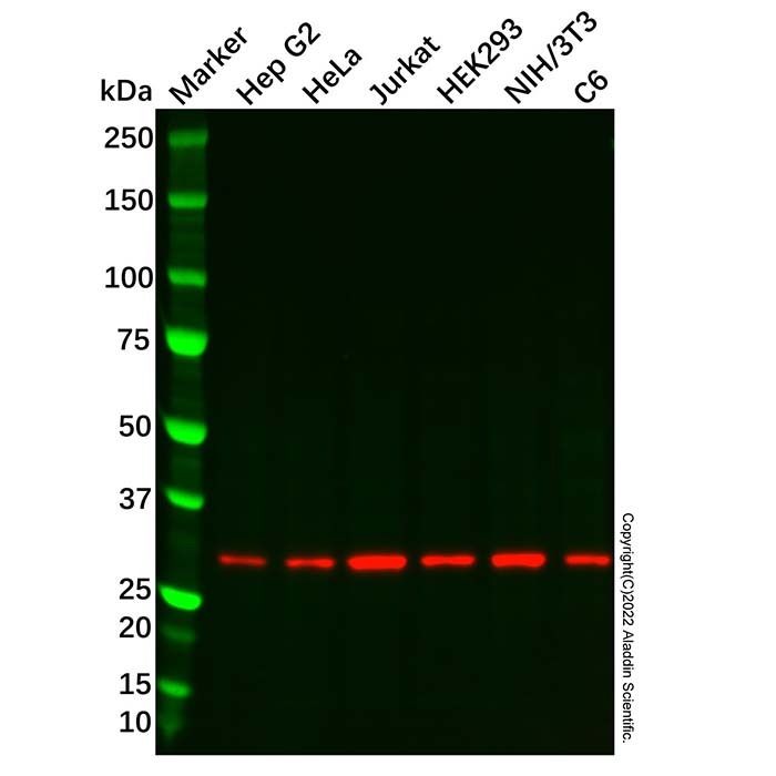 Recombinant Proteasome 20S C2/HC2 Antibody