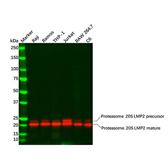 Recombinant Proteasome 20S LMP2 Antibody