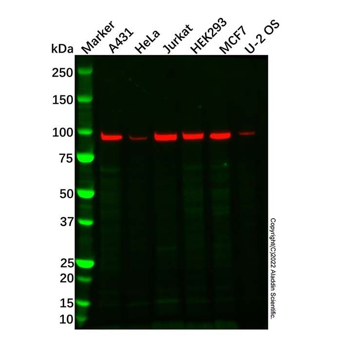 Proteasome 26S S2/PSMD2 Antibody