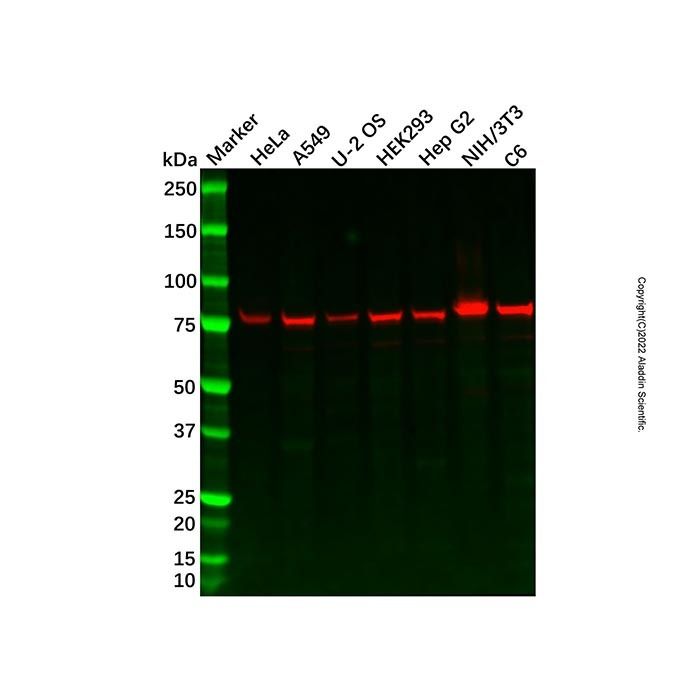 Recombinant Protein CASP Antibody