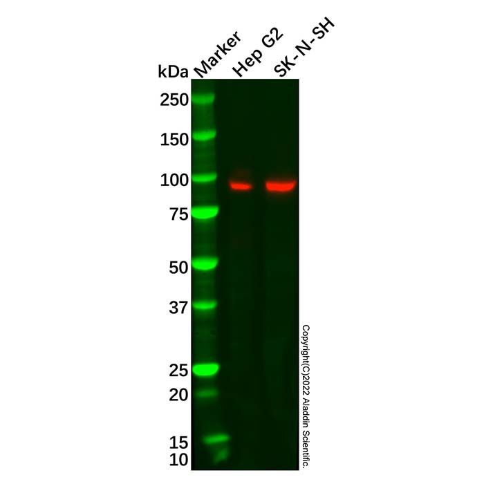 Recombinant PROX1 Antibody