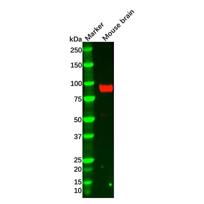 Recombinant PSD95 Antibody