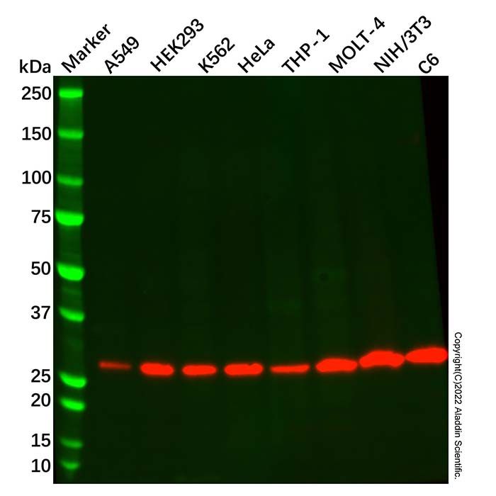 Recombinant PSMA3 Antibody