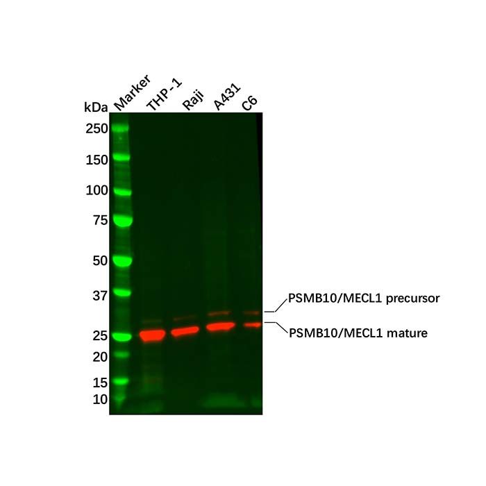 Recombinant PSMB10/MECL1 Antibody