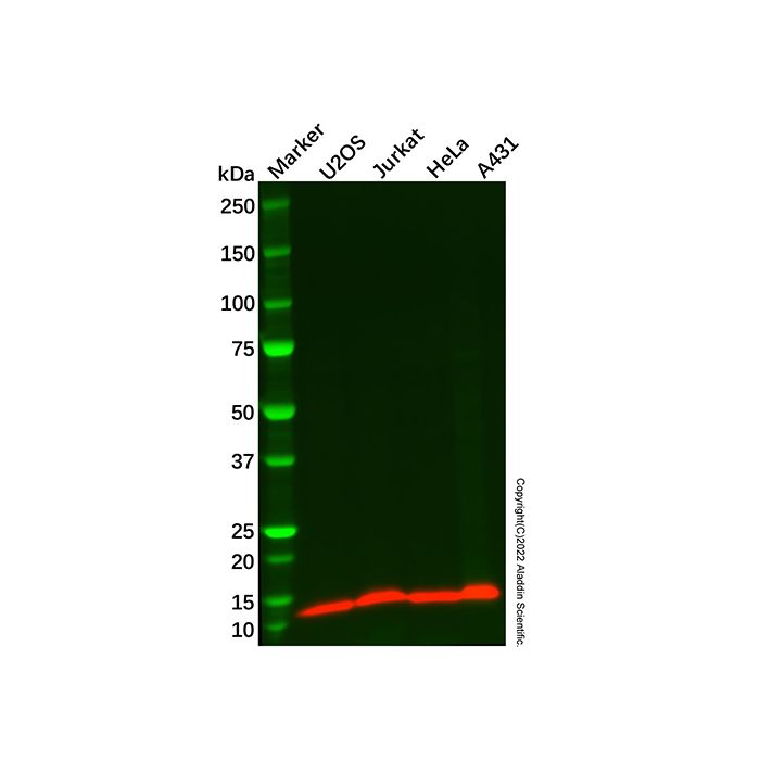 Psoriasin Antibody
