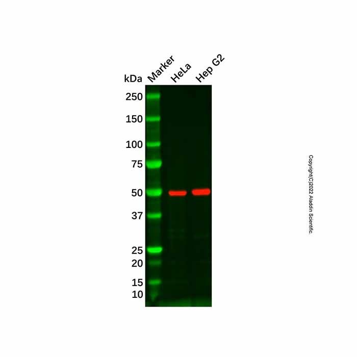 PTP1B Mouse mAb