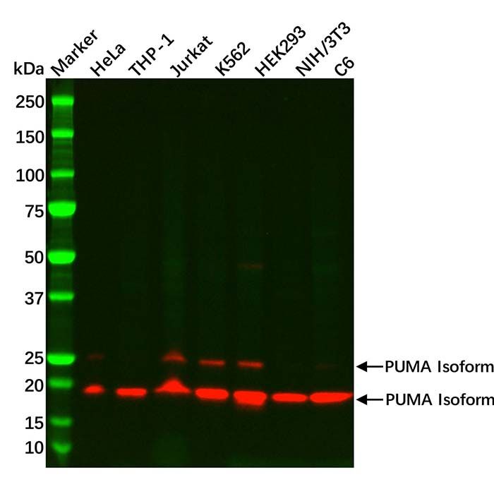 Recombinant PUMA Antibody