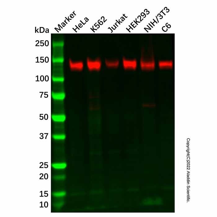 Recombinant SAMHD1 Antibody