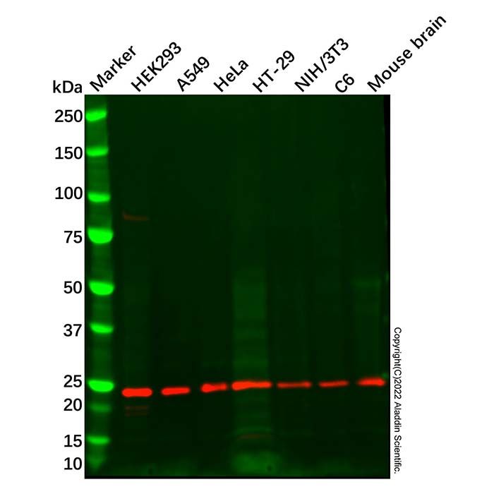Rab 6A Antibody