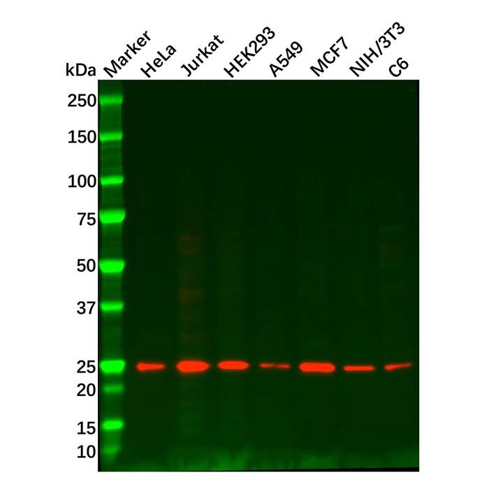 Rab11A Mouse mAb