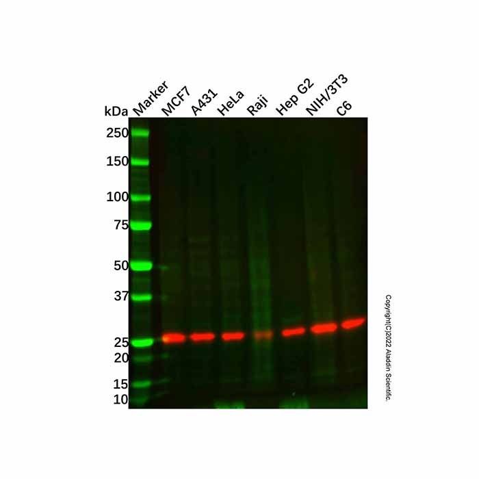 RAB21 Mouse mAb