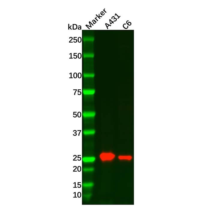 RAB27B Mouse mAb