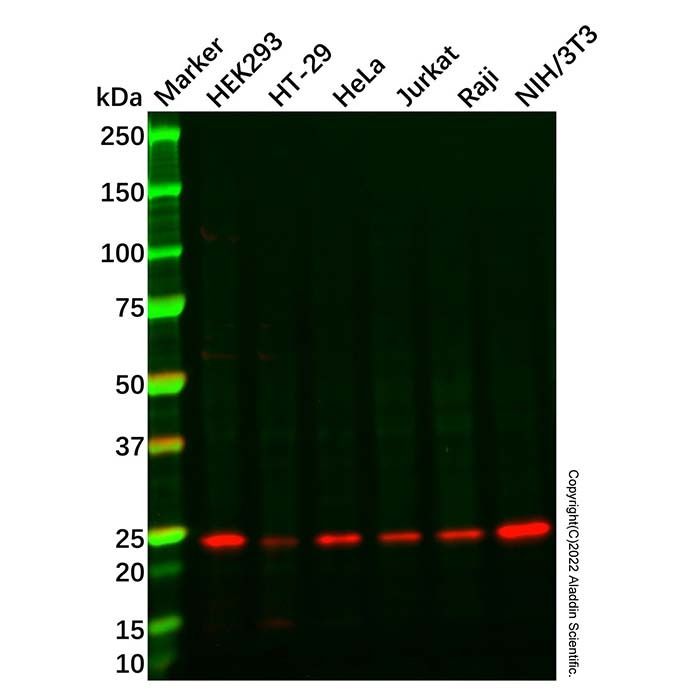RAB35 Antibody