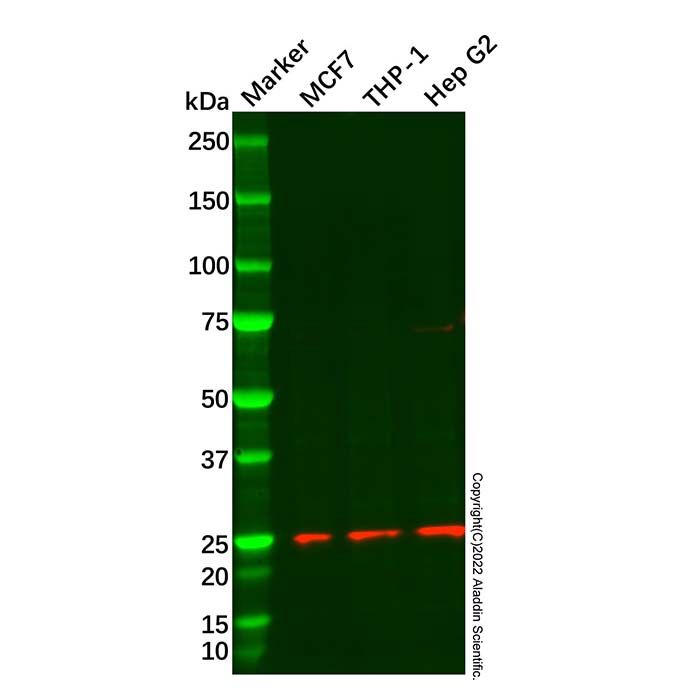 Recombinant Rab4 Antibody