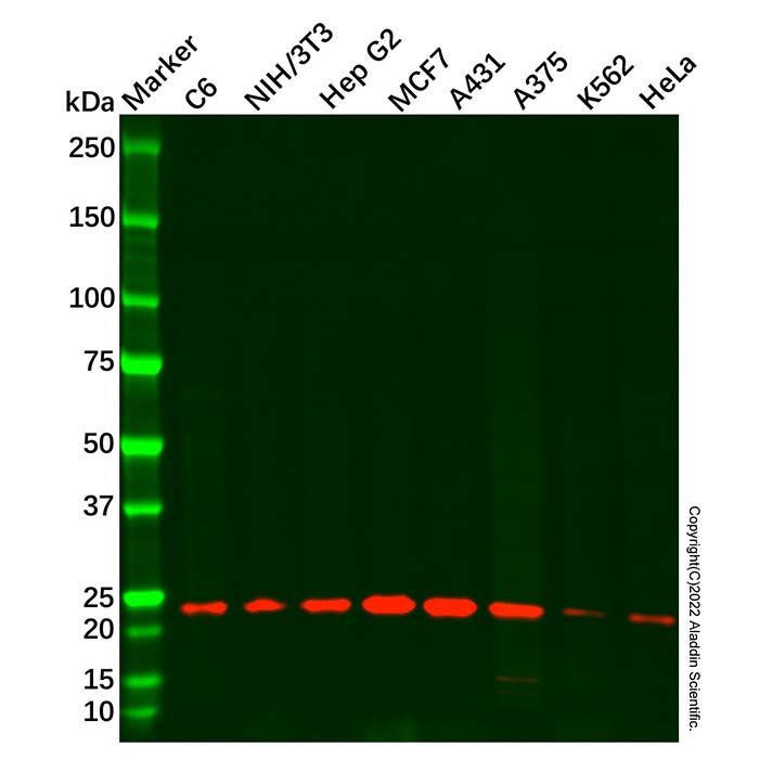 Recombinant RAB7 Antibody