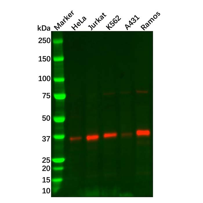 Rad51 Mouse mAb