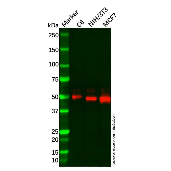 Rad9 Mouse mAb