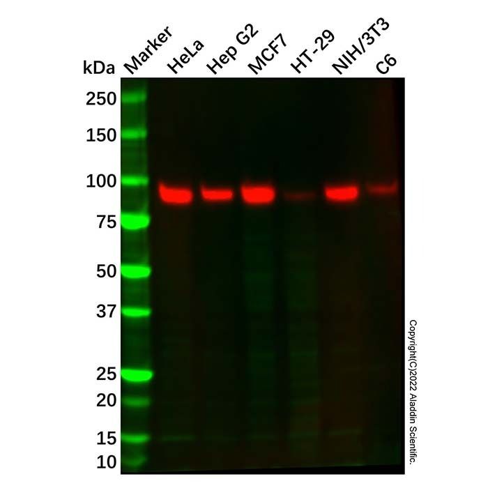 RALBP1 Mouse mAb