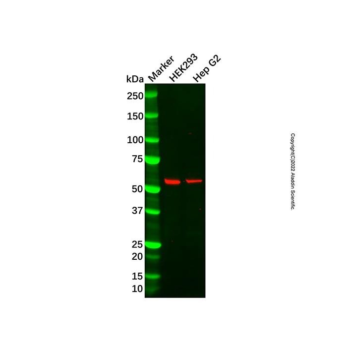 RAP1 Antibody