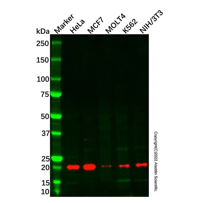 RAP2C Antibody