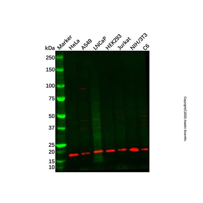 Recombinant RBM3 Antibody